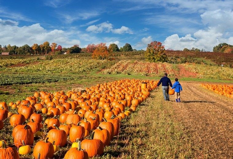 jack of lantern